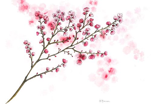 These cherry blossoms fill the streets of Victoria each spring! A single branch with 50 pink and white blossoms adorn a single branch on a white background. Painted originally by Christie Norman using watercolours and archival ink on canvas.
